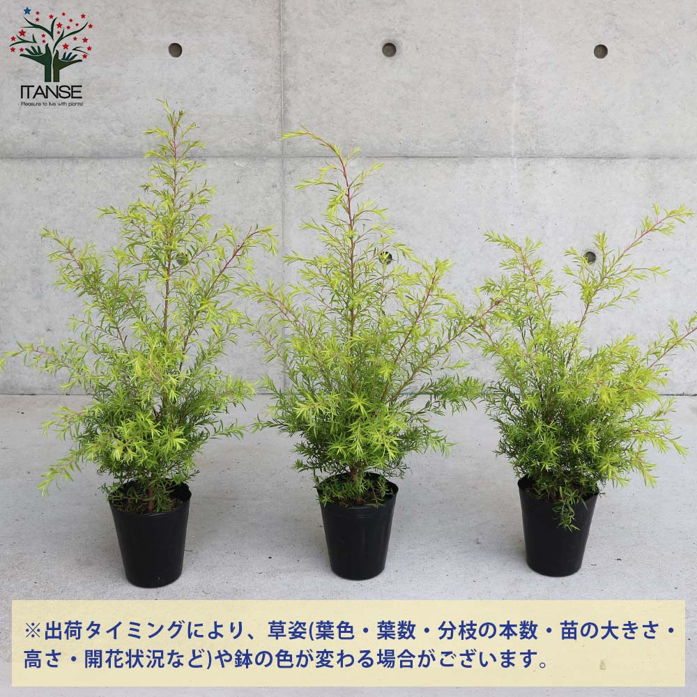 メラレウカ レボリューションゴールド 特大株 130cm❗美形 ティーツリー メラレウカ レボリューションゴールド 特大株 130cm❗美形 ティー