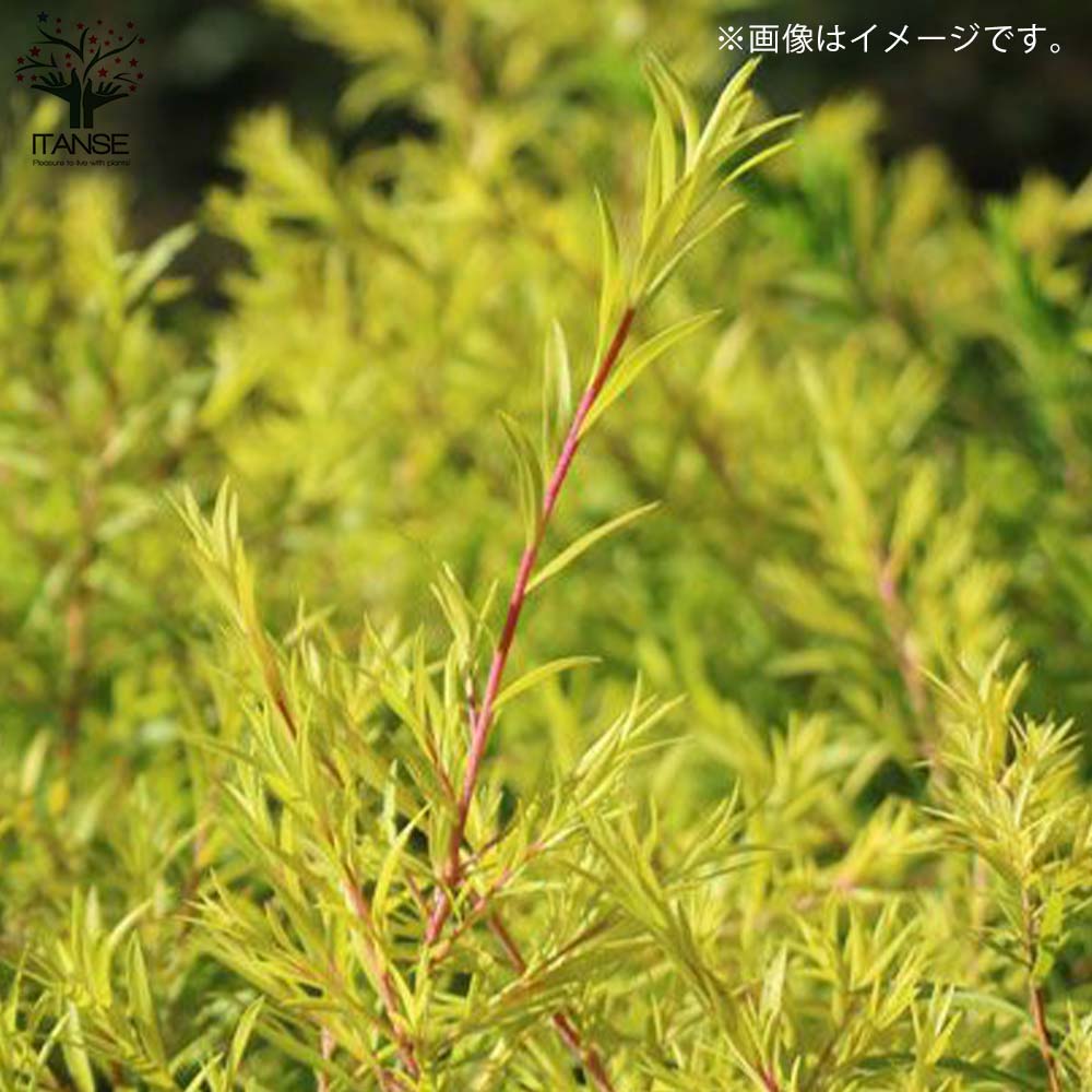 メラレウカ・ティーツリー・レボリューションゴールド 【庭木 4号