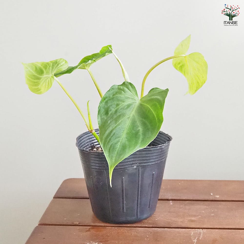 フィロデンドロン ベルコーサム 【観葉植物 3.5号】｜ 【植物の