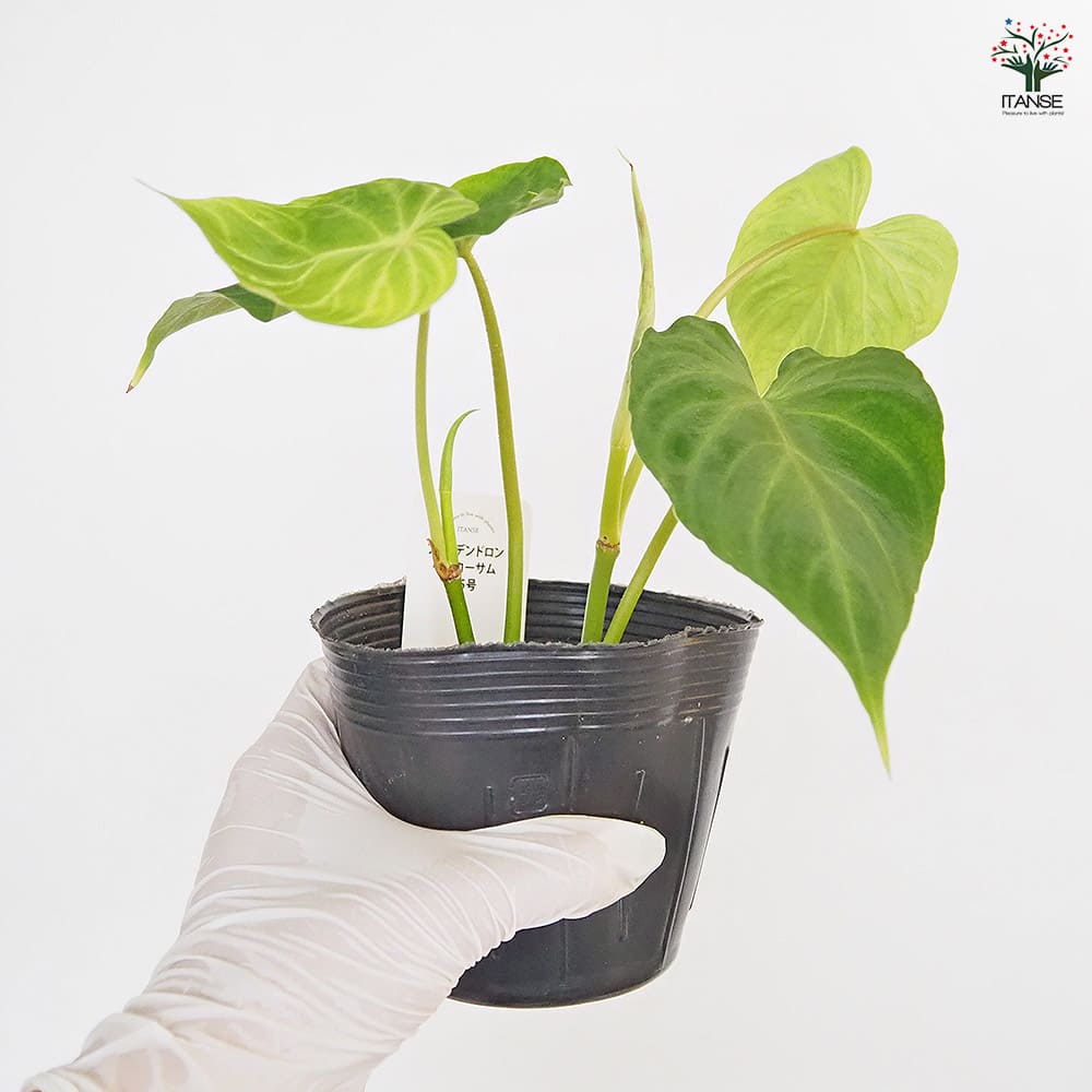 フィロデンドロン ベルコーサム 【観葉植物 3.5号】｜ 【植物の