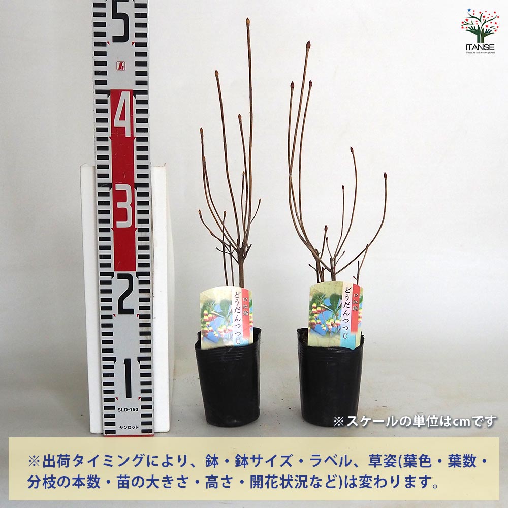 ドウダンツツジ 口紅錦【庭木 3.5号 花木／1個売り】｜ 【植物の
