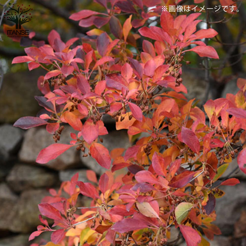 ドウダンツツジ 口紅錦【庭木 3.5号 花木/1個売り】| 【植物の ドウダンツツジ 口紅錦【庭木 3.5号 花木/1個売り】| 【植物の