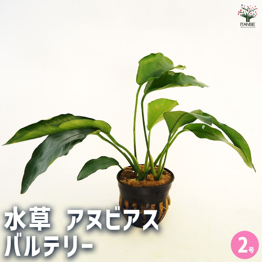 水草 アヌビアス バルテリー 【観葉植物 2号】｜ 【植物のITANSE