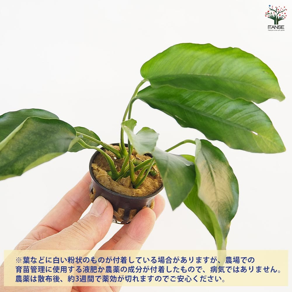水草 アヌビアス バルテリー 【観葉植物 2号】｜ 【植物のITANSE