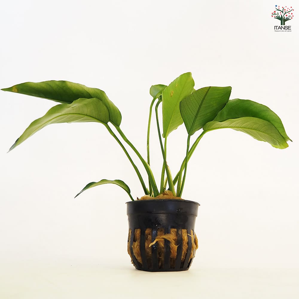 水草 アヌビアス バルテリー 【観葉植物 2号】｜ 【植物のITANSE