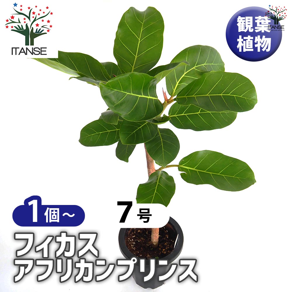 【現品】フィカス・アフリカンプリンス　8号　え３番 珍しい 観葉植物 大型 ゴムの木 フィカス アフリカンプリンス 10