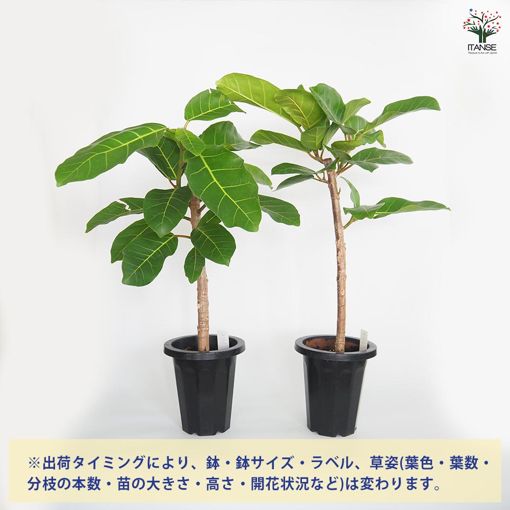 【入手困難】【輸入不可】 観葉植物 フィカス アフリカンプリンス 曲がり樹形 8490617c4ab9973b3f647675c4a8ca