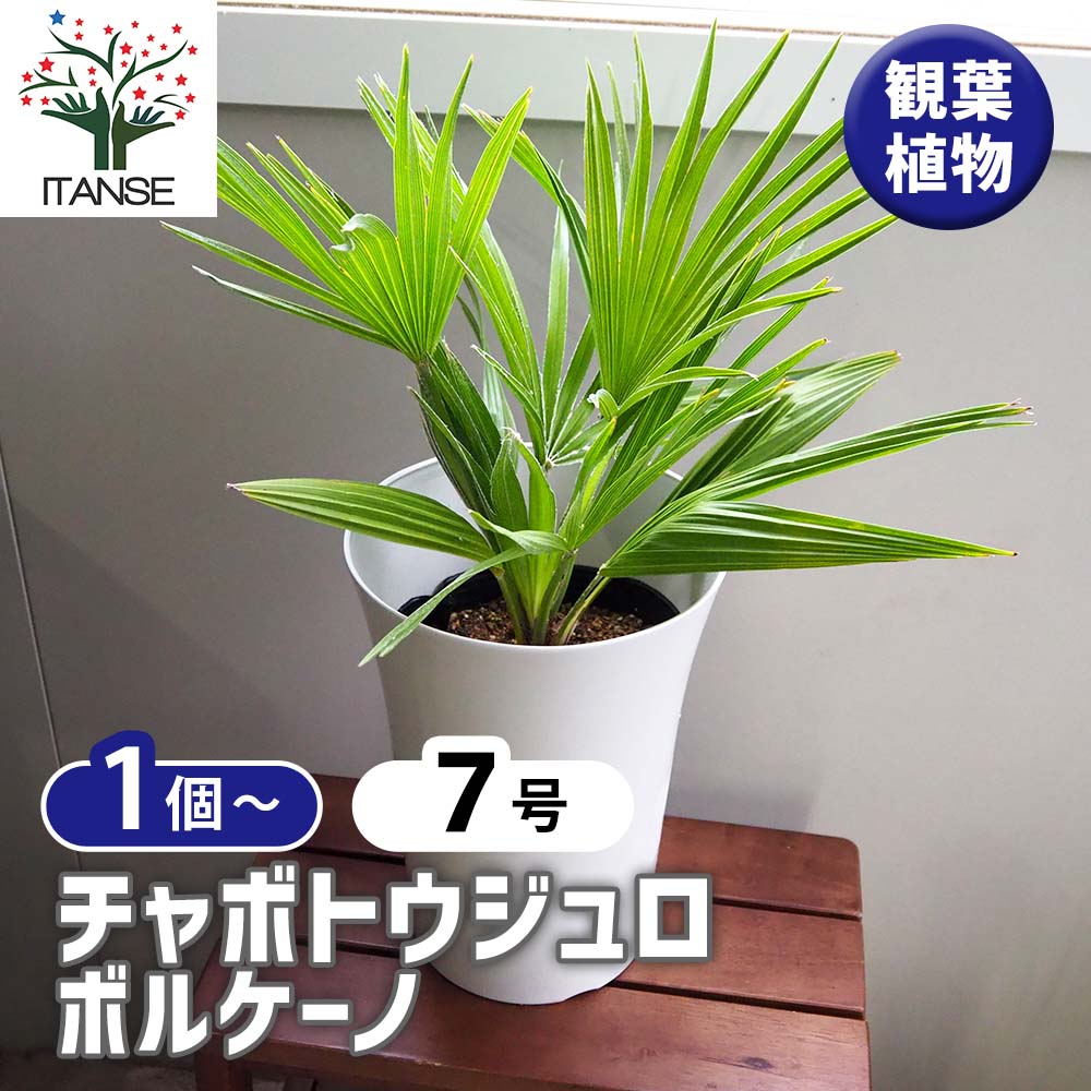 【現品・鉢まま出荷】チャメロプスチャボトウジュウロウボルケーノ7号鉢 現品・鉢まま出荷】チャメロプスチャボトウジュウロウボルケーノ