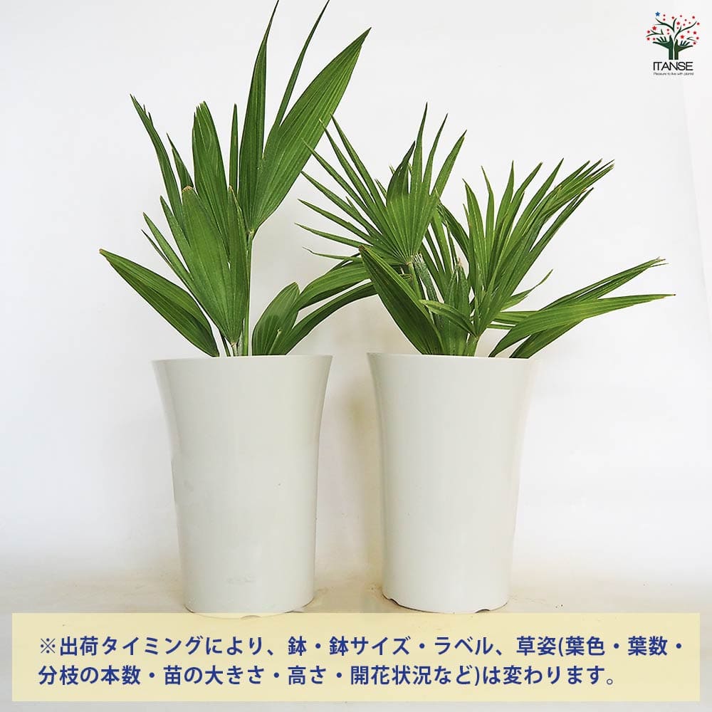 チャメロプス・ボルケーノ　7号鉢 楽天市場】【選べる現品発送】チャメロプス ボルケーノ 7号