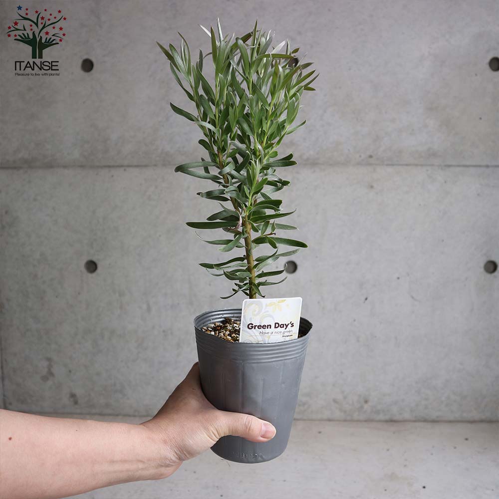 リューカデンドロン ジェイドパール シルバーリーフ ドライ ネイティブプランツ 丈夫 低木 南アフリカ 庭木 庭植え 植木 植物 花 苗 観葉植物 鉢植え 21特集 シルバーリーフ