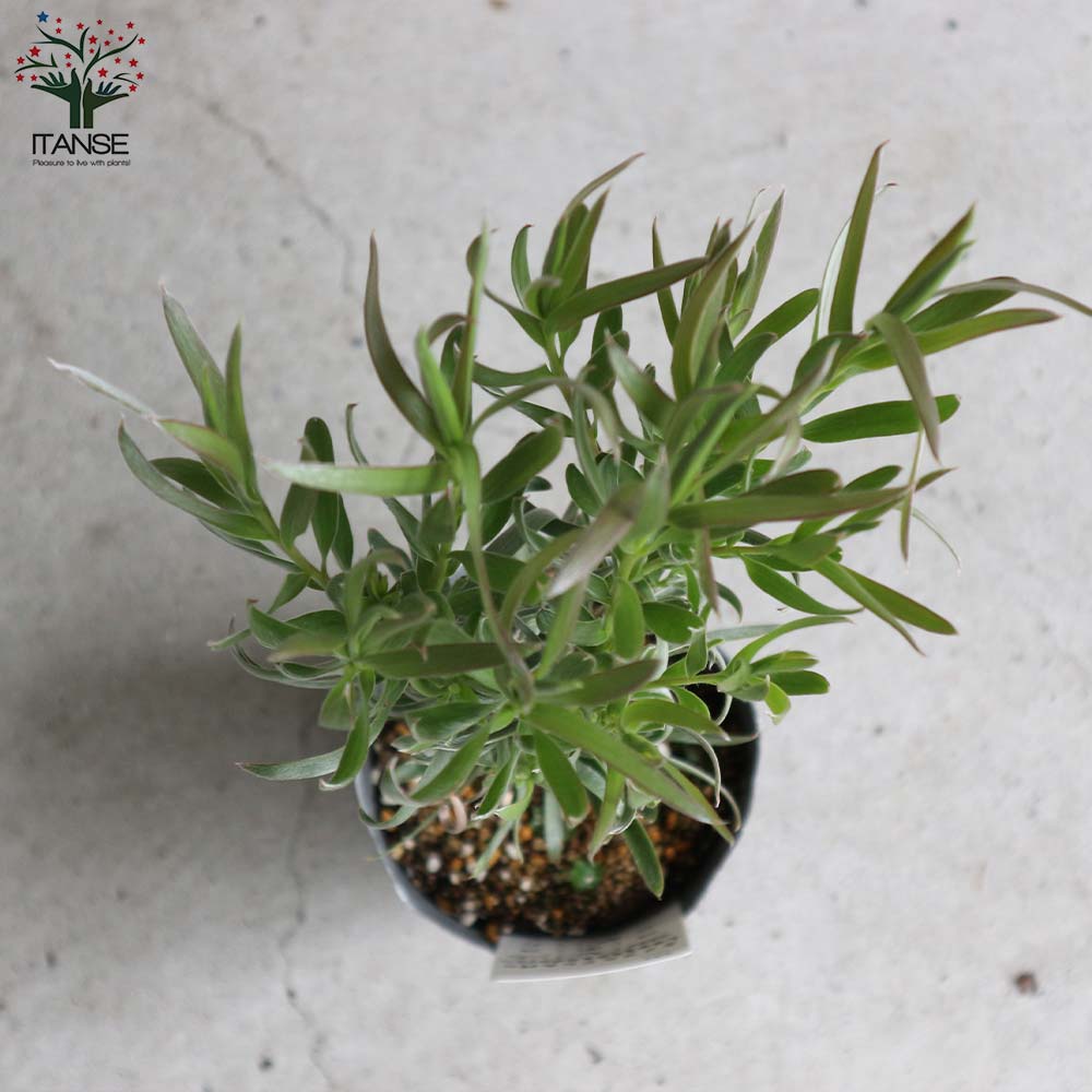 リューカデンドロン ジェイドパール シルバーリーフ ドライ ネイティブプランツ 丈夫 低木 南アフリカ 庭木 庭植え 植木 植物 花 苗 観葉植物 鉢植え 21特集 シルバーリーフ