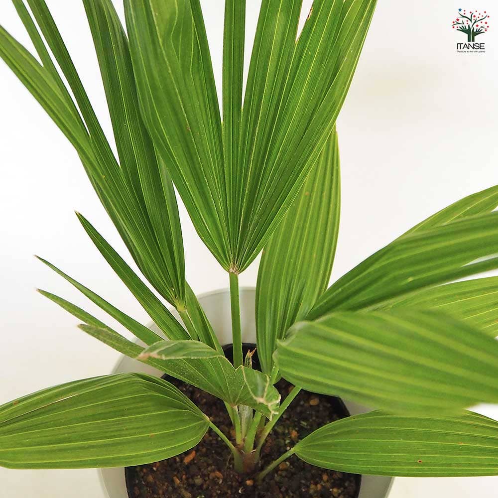 チャボトウジュロ(チャメロプス) ボルケーノ 【観葉植物 7号／1