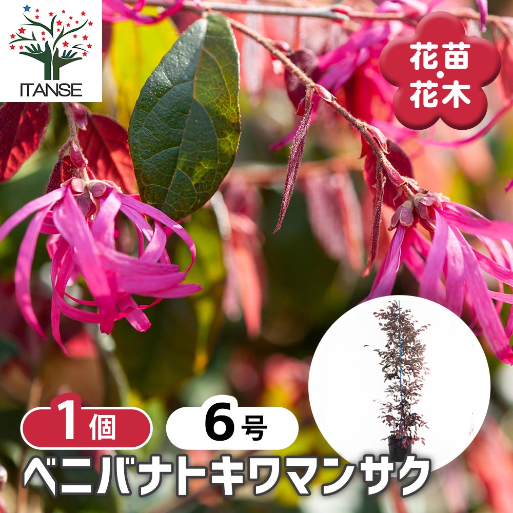 ベニバナトキワマンサク 【花木苗 6号／1個売り】｜ 【植物の