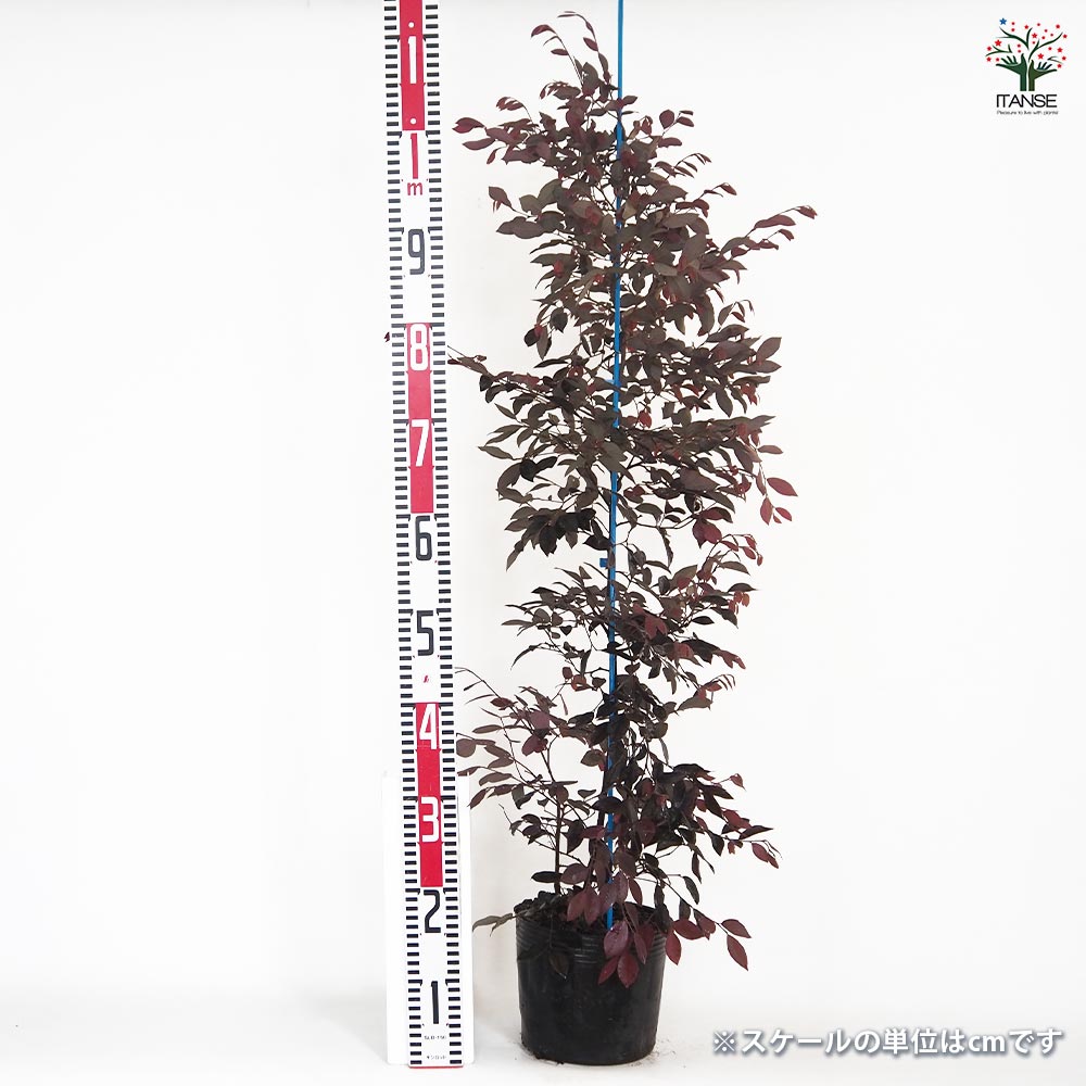 ベニバナトキワマンサク 【花木苗 6号／1個売り】｜ 【植物の