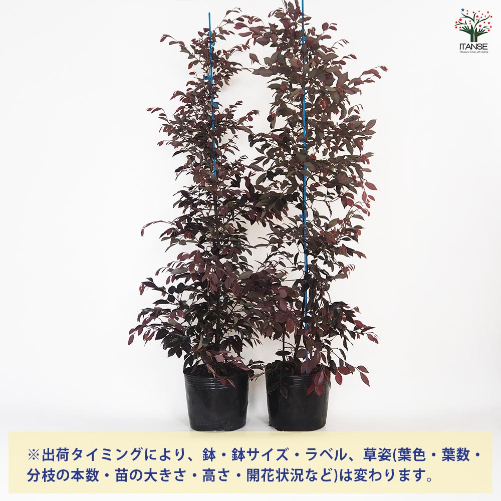 ベニバナトキワマンサク 【花木苗 6号／1個売り】｜ 【植物の