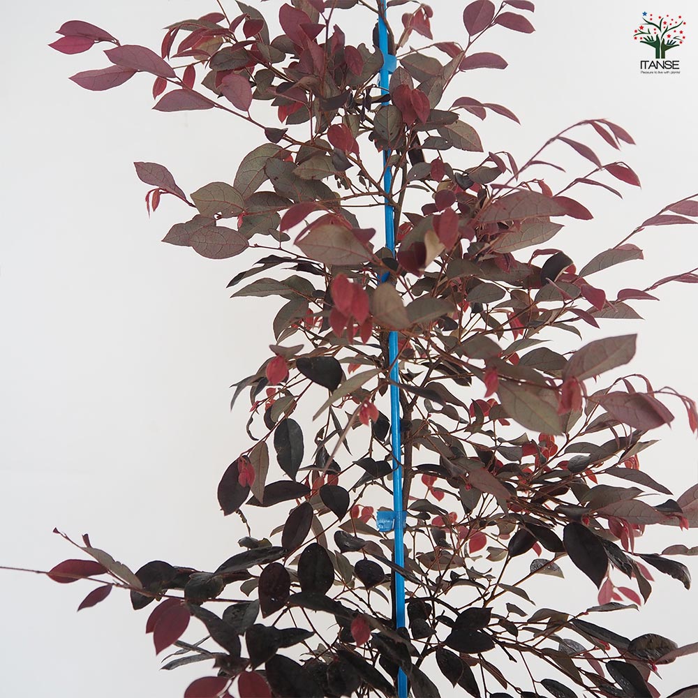 ベニバナトキワマンサク 【花木苗 6号／1個売り】｜ 【植物の