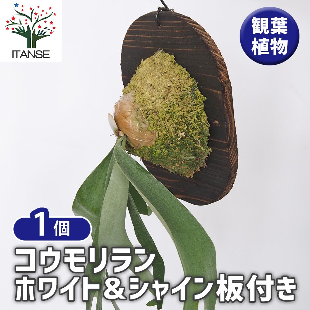 コウモリラン ホワイト＆シャイン板付き  【観葉植物 ／1個売り】