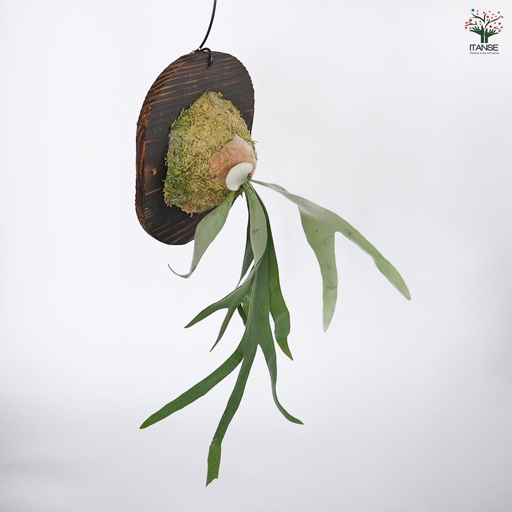 コウモリラン ホワイト＆シャイン板付き  【観葉植物 ／1個売り】