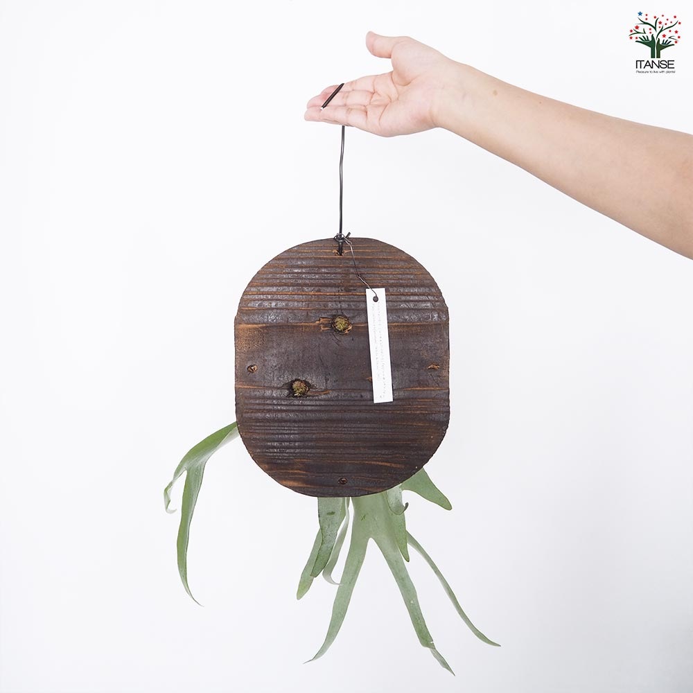 コウモリラン ホワイト＆シャイン板付き  【観葉植物 ／1個売り】