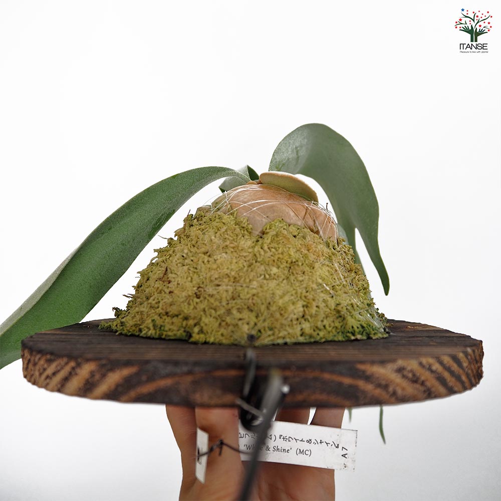 コウモリラン ホワイト＆シャイン板付き  【観葉植物 ／1個売り】