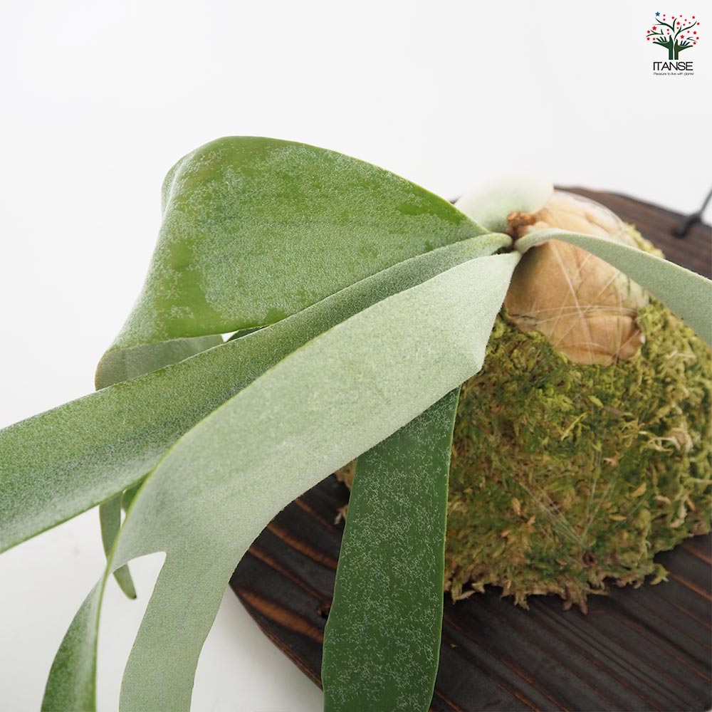 コウモリラン ホワイト＆シャイン板付き  【観葉植物 ／1個売り】