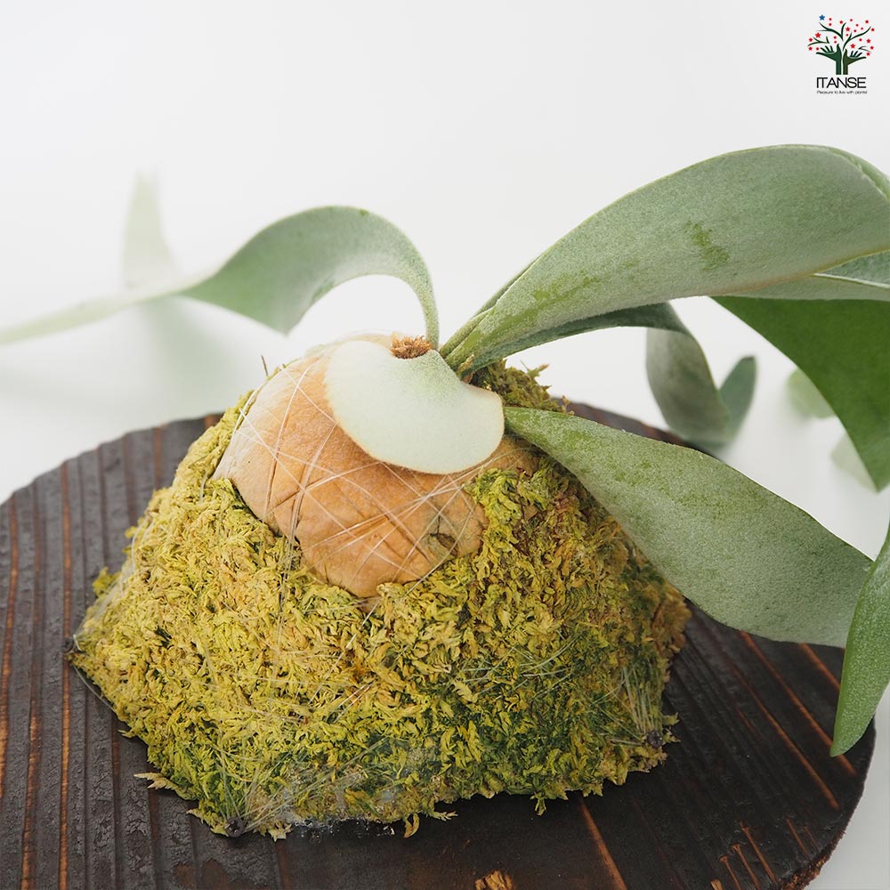 コウモリラン ホワイト＆シャイン板付き  【観葉植物 ／1個売り】