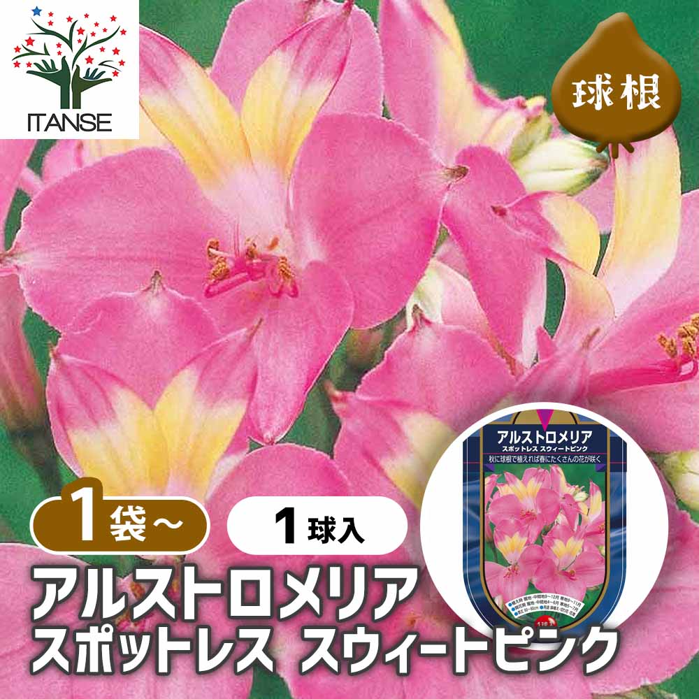 アルストロメリア スポットレス スイートピンク 【花球根 1球