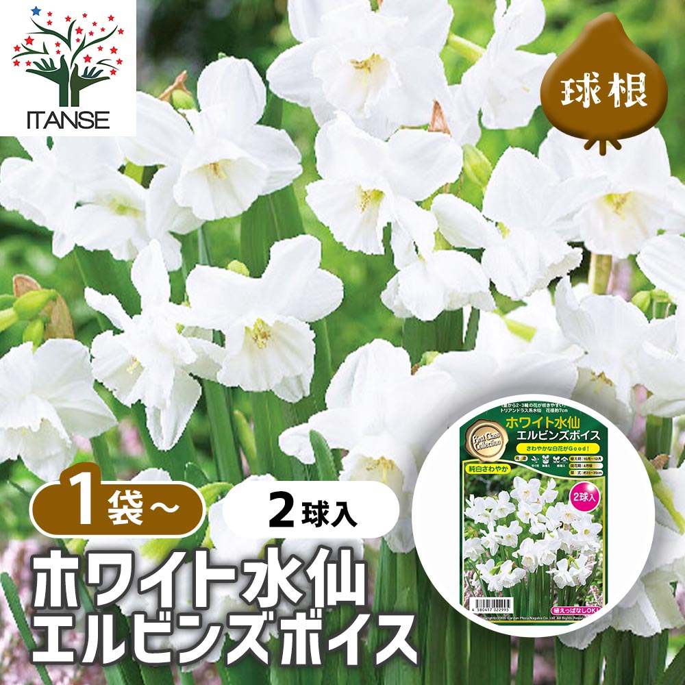 球根 ホワイト水仙 エルビンズボイス 【花球根 2球】｜ 【植物の
