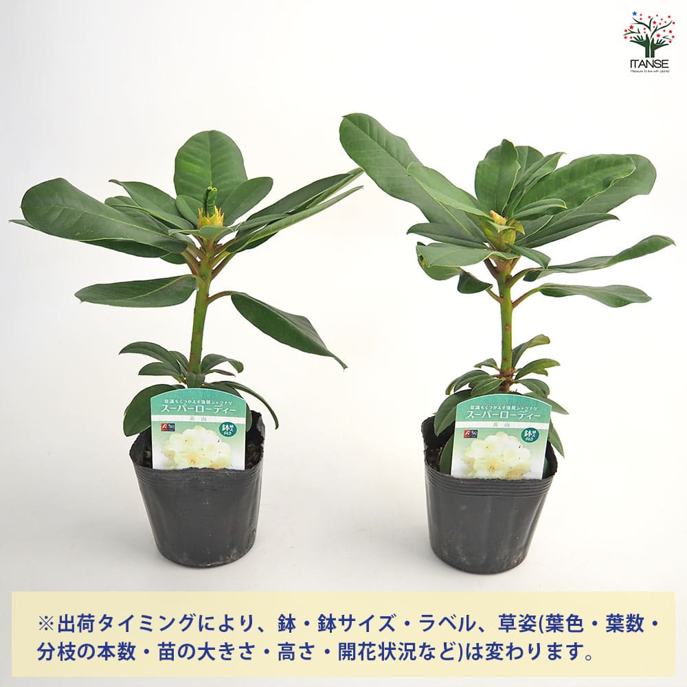シャクナゲ スーパーローディー黄山 【花木苗 3.5号】｜ 【植物の