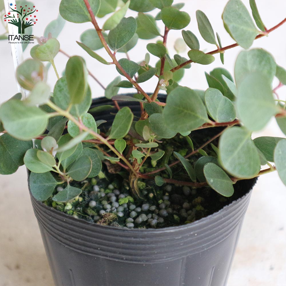 Itanse良品セレクト通販 Itanse良品セレクト通販