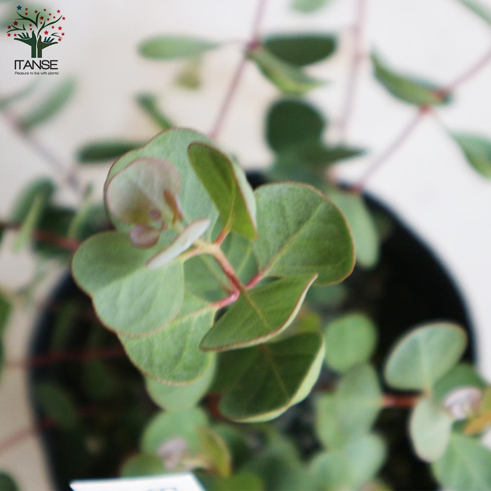 Itanse良品セレクト通販 Itanse良品セレクト通販