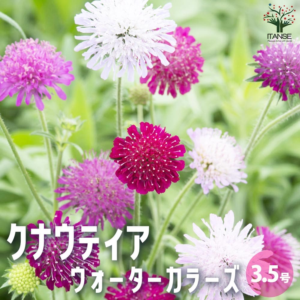 クナウティア ウォーターカラーズ 【花木苗 3.5号】｜ 【植物の