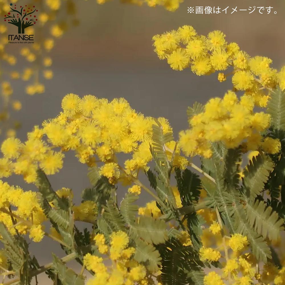 ミモザの苗 ミモザアカシア(ギンヨウアカシア)【庭木 4号ポット苗／1個