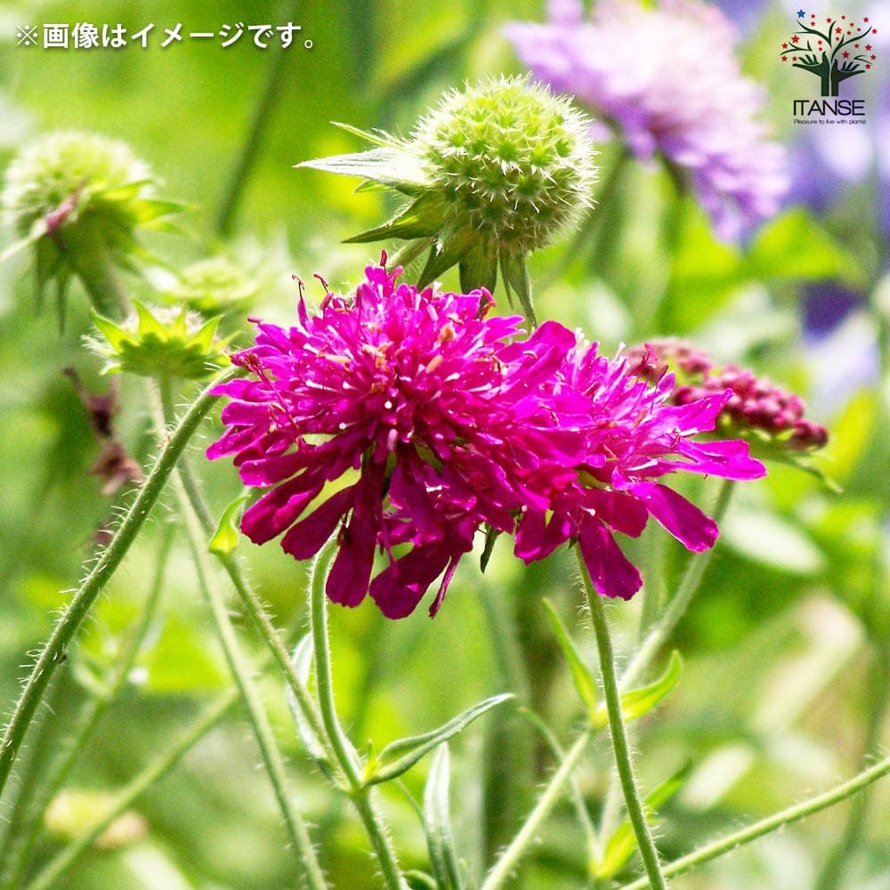 クナウティア ウォーターカラーズ 【花木苗 3.5号】｜ 【植物の