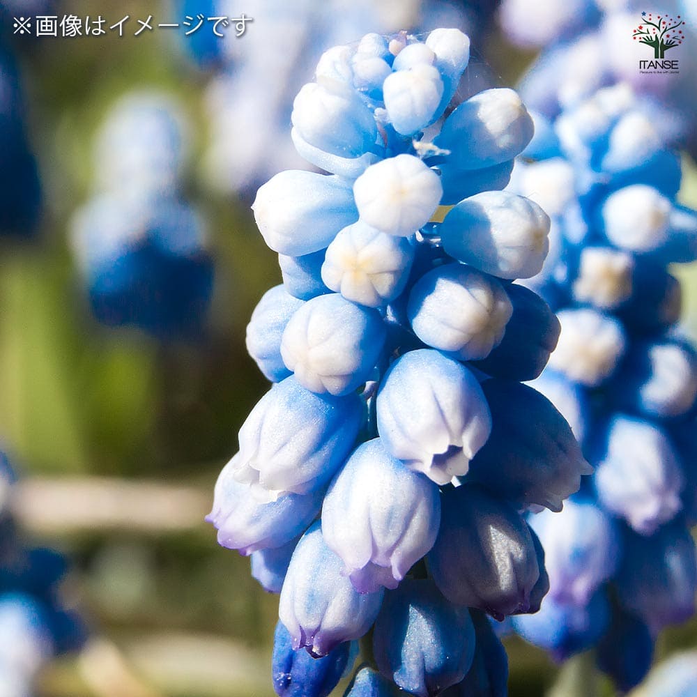 ムスカリ ブルーマジック 【花苗 2.5号】