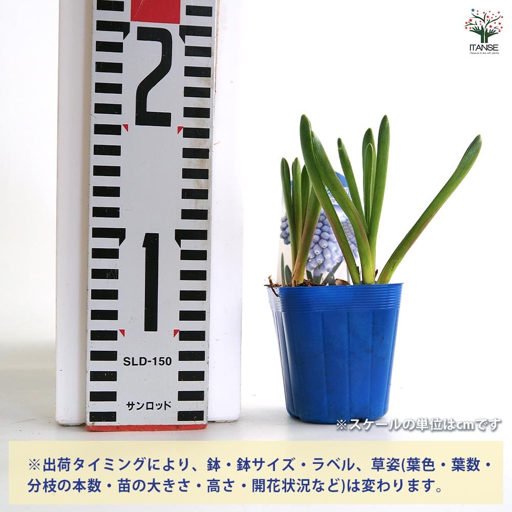 ムスカリ ブルーマジック 【花苗 2.5号】