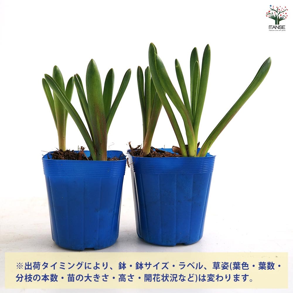 ムスカリ ブルーマジック 【花苗 2.5号】