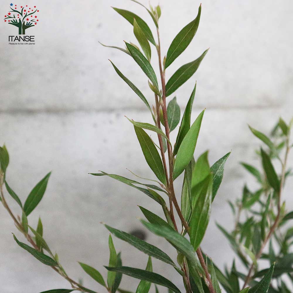 グレビレア・スプレンダー【庭木 7号鉢大苗／1個売り】｜ 【植物