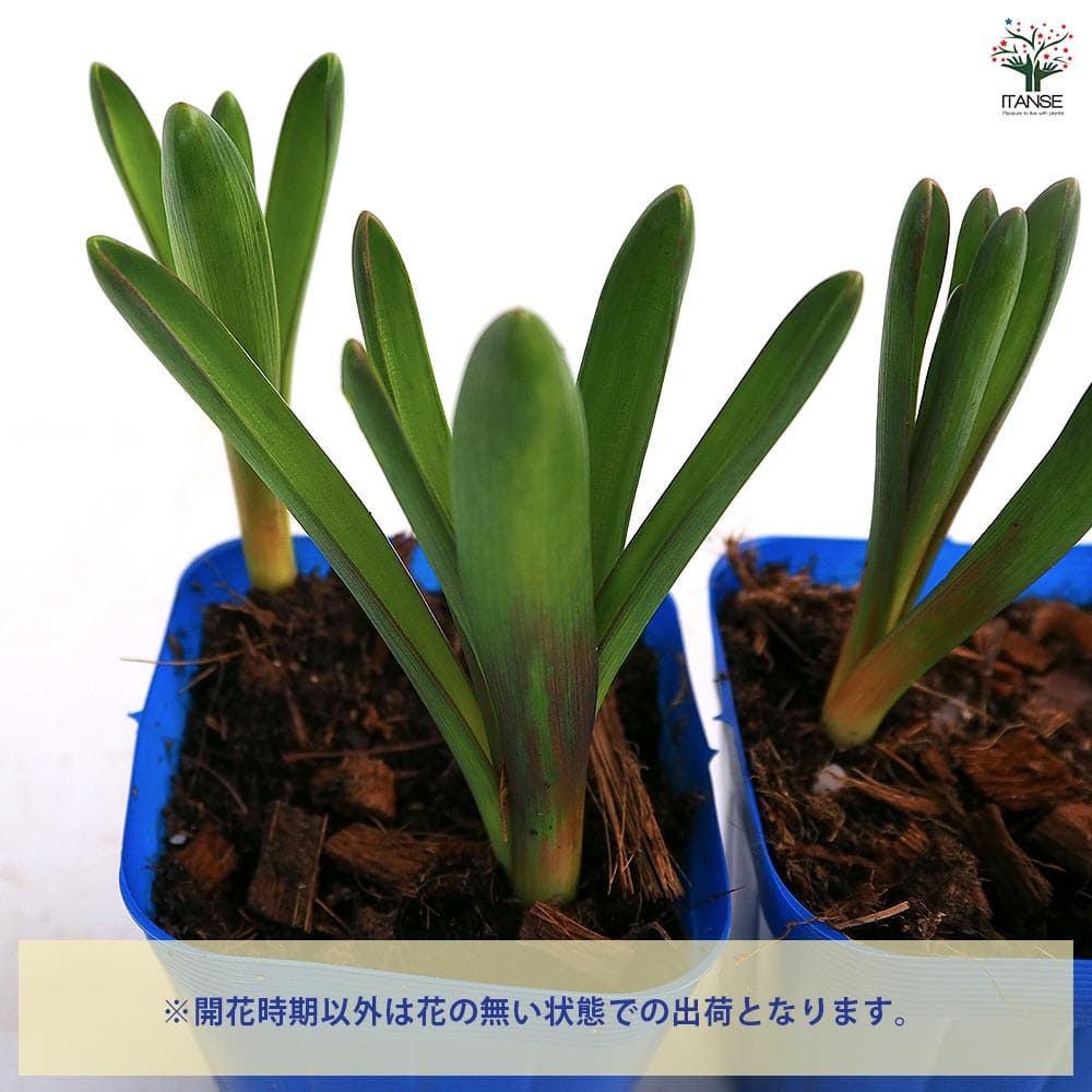 ムスカリ ブルーマジック 【花苗 2.5号】