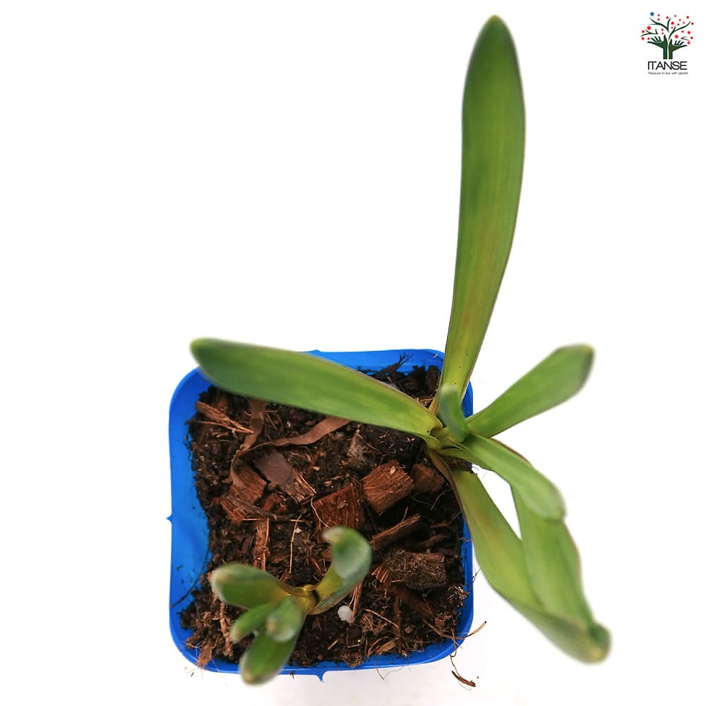 ムスカリ ブルーマジック 【花苗 2.5号】