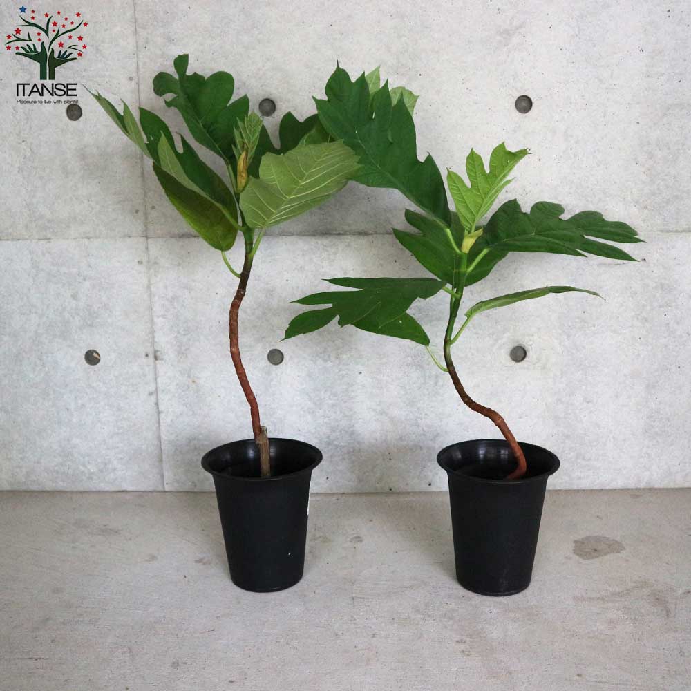 パンの木(パンノキ) 【果樹の苗木 6号鉢 熱帯果樹／1個売り】｜ 【植物