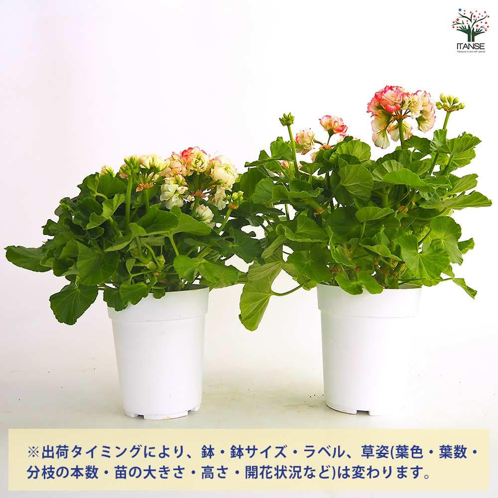 ゼラニウム アップルブロッサムローズバット 【花苗 4号／1個売り