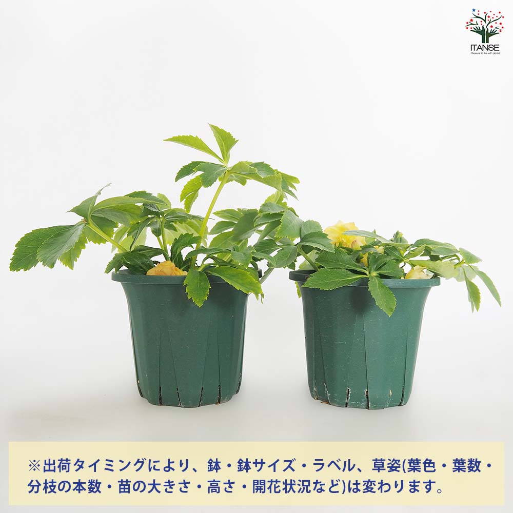 クリスマスローズ アプリコットジェラート 【花苗 5号／1個売り