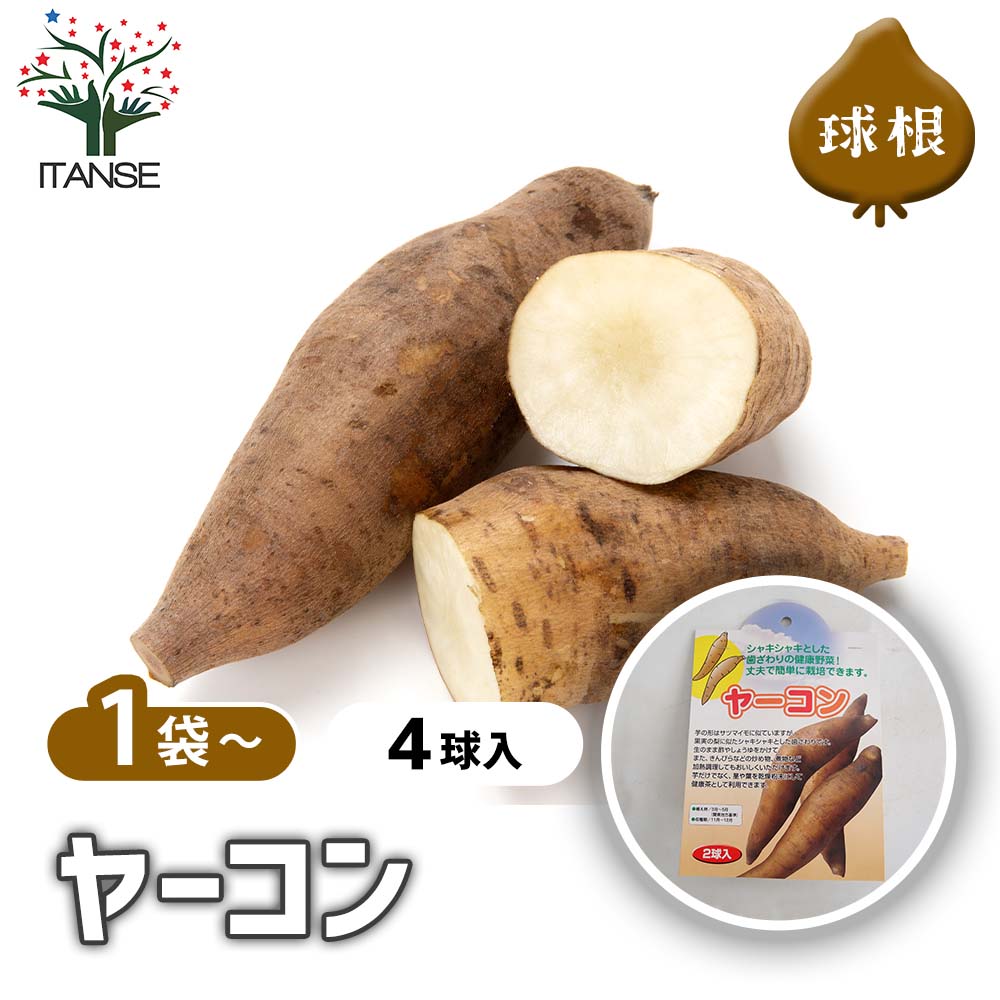 野菜球根 ヤーコン 【野菜の苗 2球】｜ 【植物のITANSE】全品