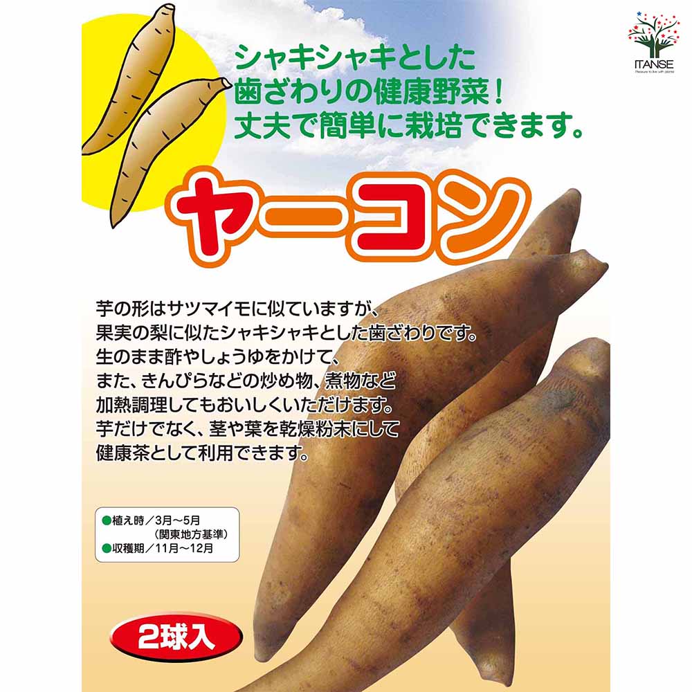 野菜球根 ヤーコン 【野菜の苗 2球】｜ 【植物のITANSE】全品