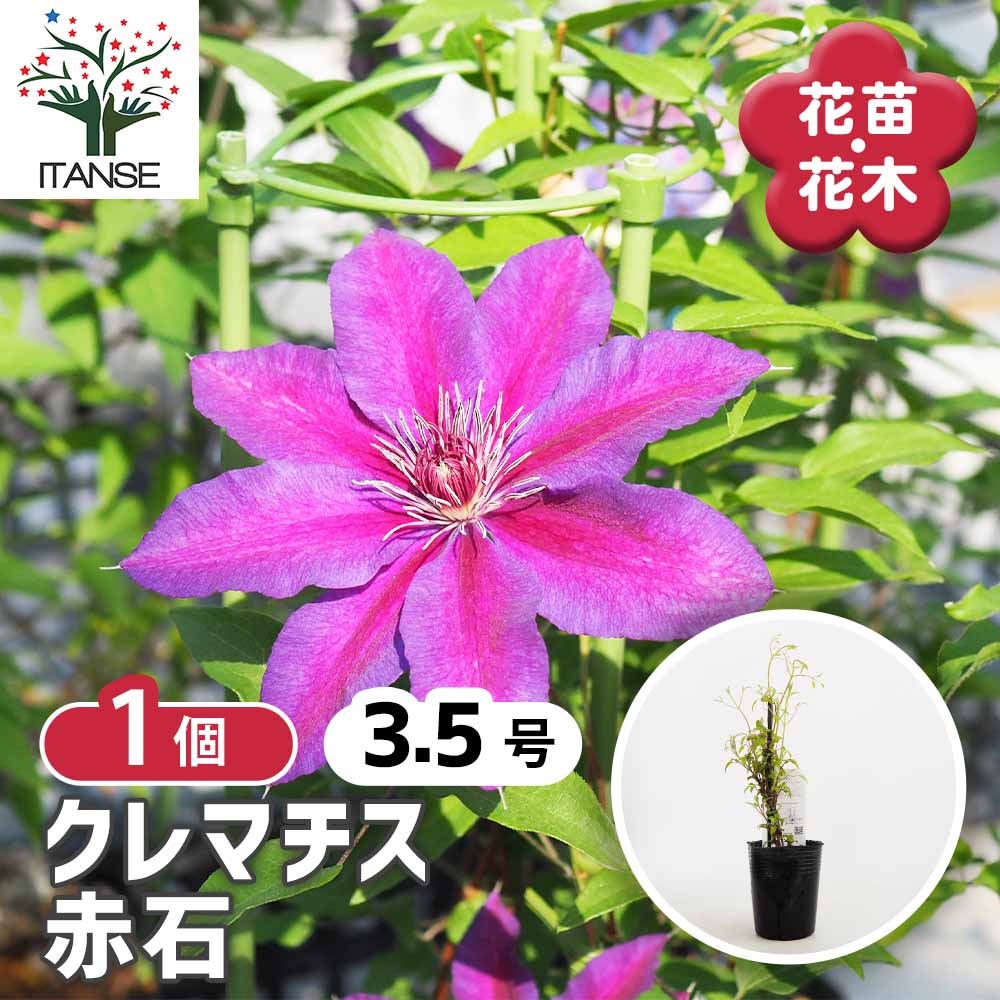 クレマチス 赤石 【花苗 3.5号／1個売り】｜ 【植物のITANSE