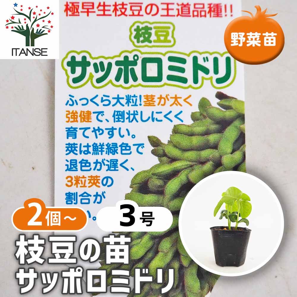 枝豆の苗 サッポロミドリ2個～ 【野菜の苗 3号】｜ 【植物の