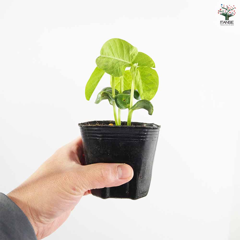 銘月 抜き苗 銘月セダム 多肉植物 抜き苗 1個 - メルカリ