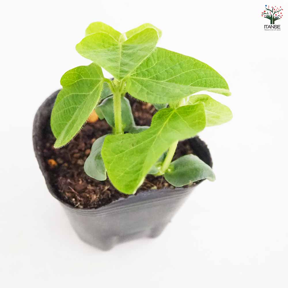 枝豆の苗 サッポロミドリ2個～ 【野菜の苗 3号】｜ 【植物の
