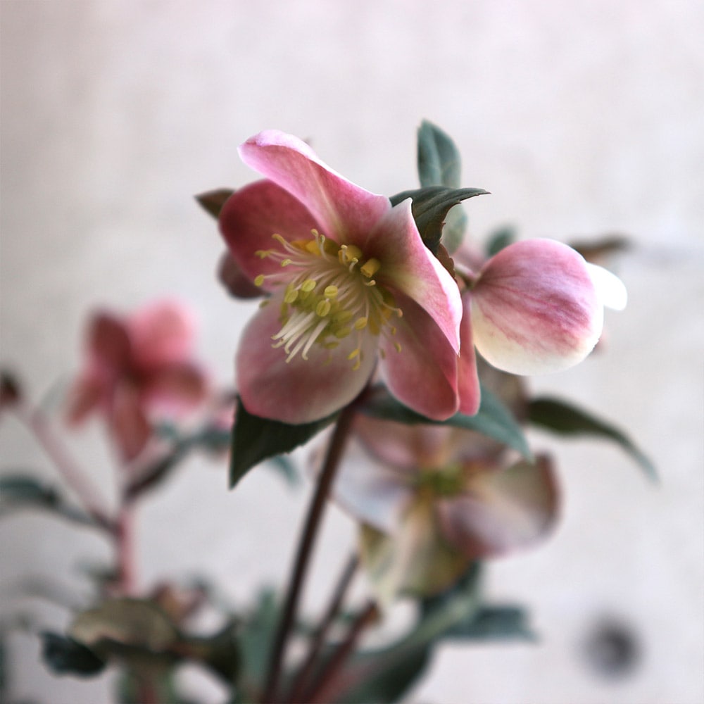 クリスマスローズ HGC マエストロ【花苗 5号ポット／1個売り】